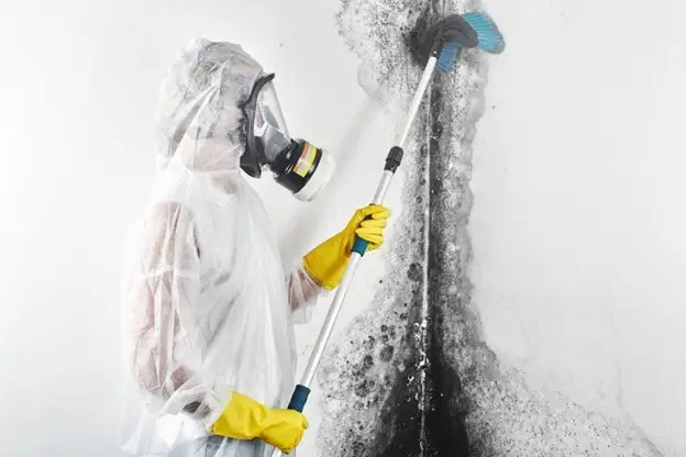 when to get mold inspection